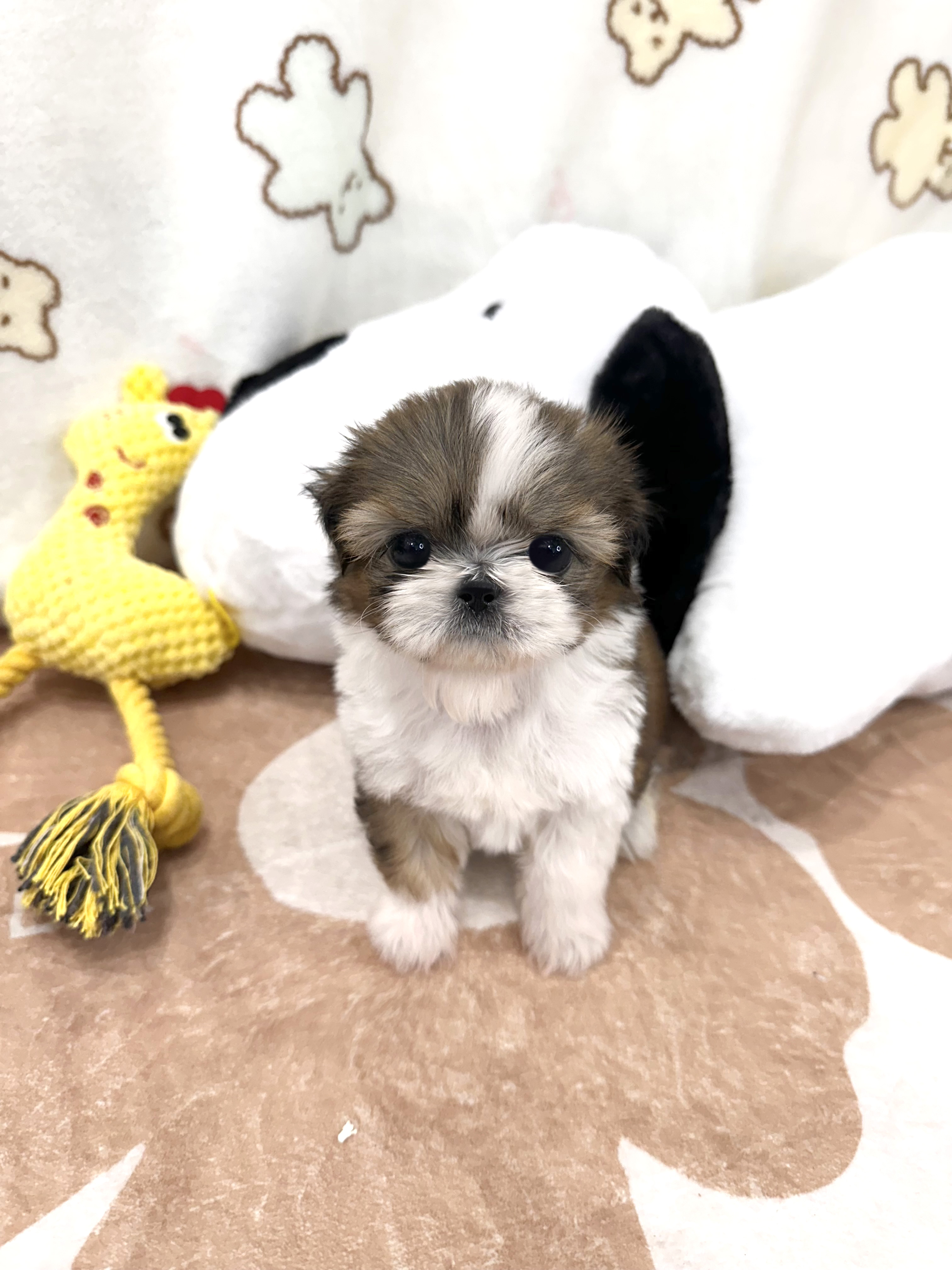 시츄 분양합니다